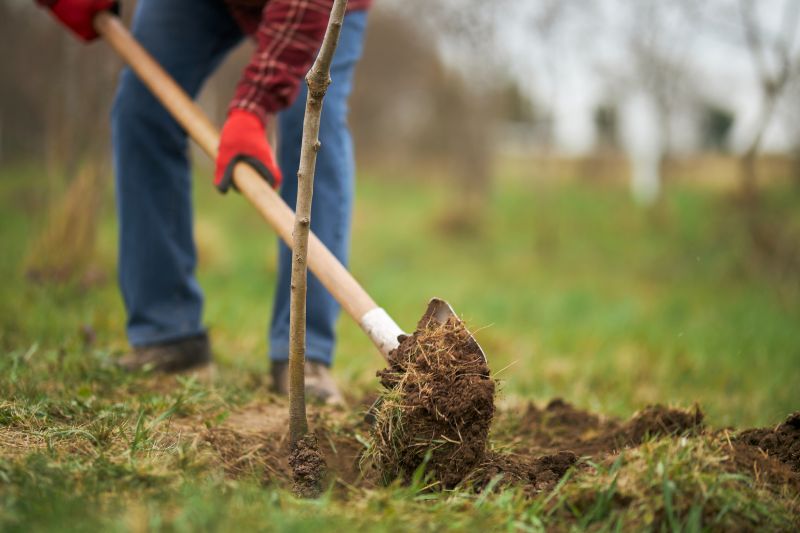 Oak Tree Planting in Ventura County, CA
