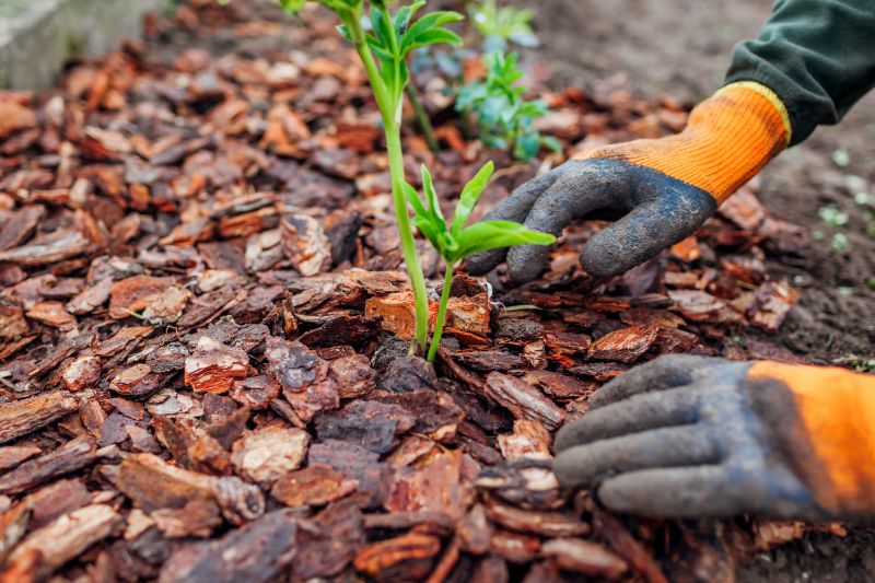 Wood Chips in a Garden Bed